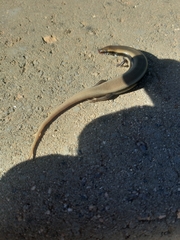 Chalcides colosii