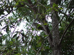 Meliphaga lewinii