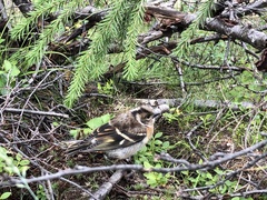 Fringilla montifringilla