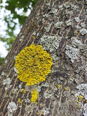 Phaeophyscia orbicularis