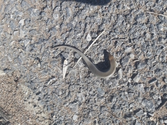 Chalcides colosii