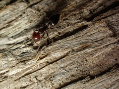 Crematogaster scutellaris