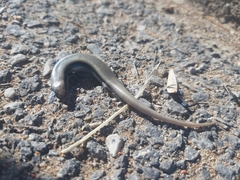 Chalcides colosii