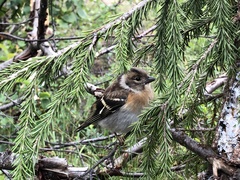 Fringilla montifringilla
