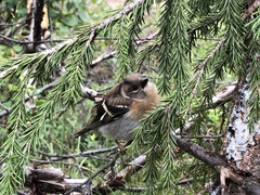 Fringilla montifringilla