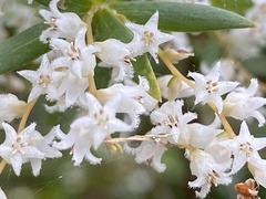 Leucopogon pimeleoides