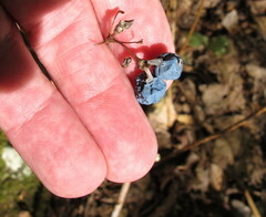 Caulophyllum thalictroides