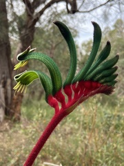 Anigozanthos manglesii