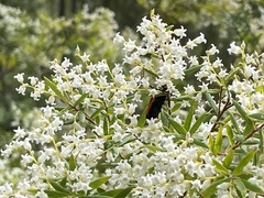 Leucopogon pimeleoides