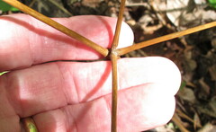 Caulophyllum thalictroides