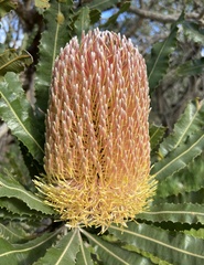 Banksia menziesii
