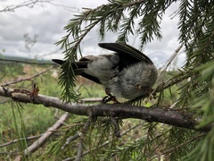 Fringilla montifringilla