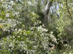 Leucopogon pimeleoides