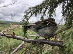 Fringilla montifringilla