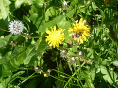 Crepis capillaris