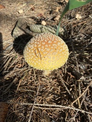 Amanita