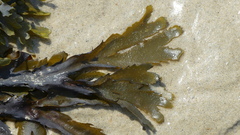 Fucus serratus