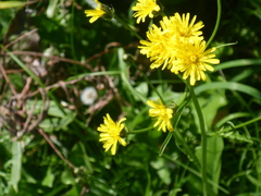 Crepis capillaris