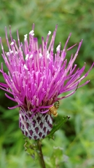 Cirsium muticum