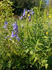 Veronica teucrium