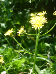 Crepis capillaris