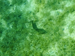 Parablennius sanguinolentus