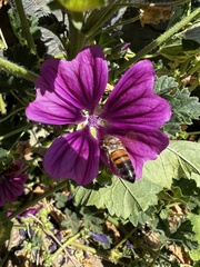 Malva sylvestris mauritiana