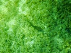 Parablennius sanguinolentus
