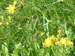 Crepis capillaris