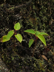 Alchornea