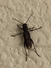 Xylotrechus sagittatus