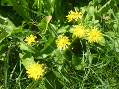 Crepis capillaris