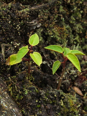 Alchornea