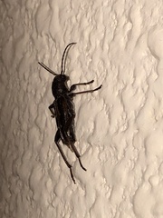 Xylotrechus sagittatus