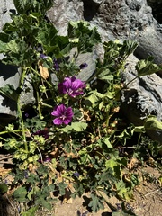 Malva sylvestris mauritiana