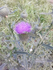 Cirsium vulgare
