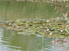 Nymphaea alba
