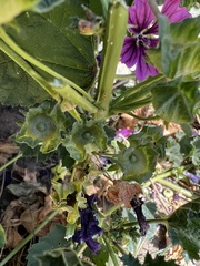 Malva sylvestris mauritiana