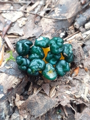 Leotia lubrica image
