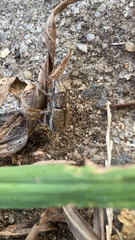 Naupactus leucoloma