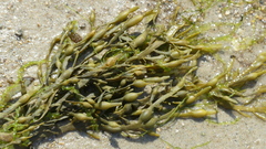 Ascophyllum nodosum