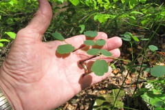 Thalictrum pubescens