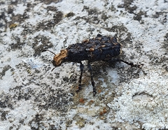 Platyrhinus resinosus