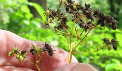 Thalictrum pubescens