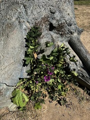 Malva sylvestris mauritiana
