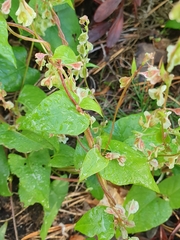 Fallopia dumetorum