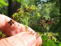 Thalictrum pubescens