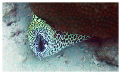 Gymnothorax favagineus