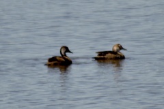 Amazonetta brasiliensis