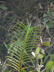 Maxillaria